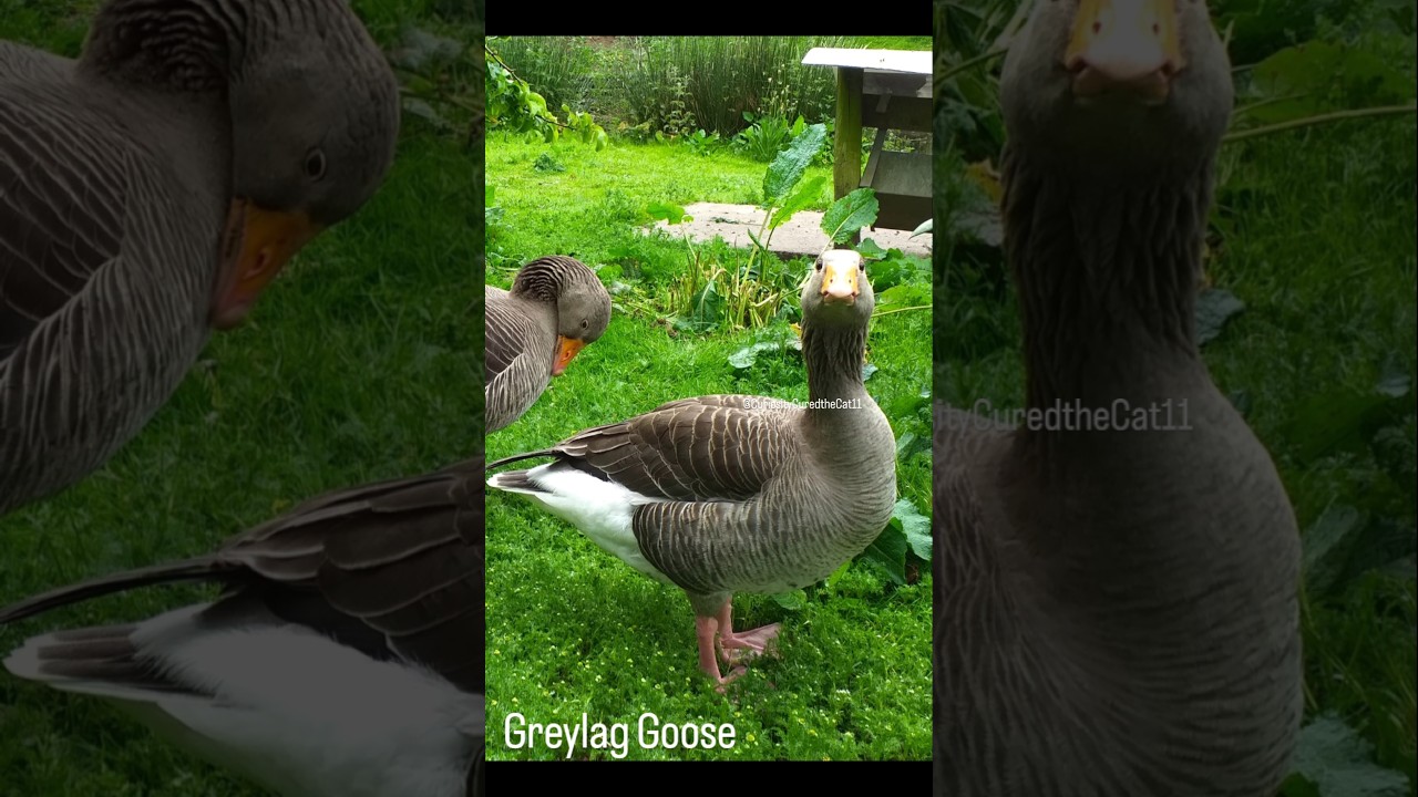 This Is Why Geese Attack  