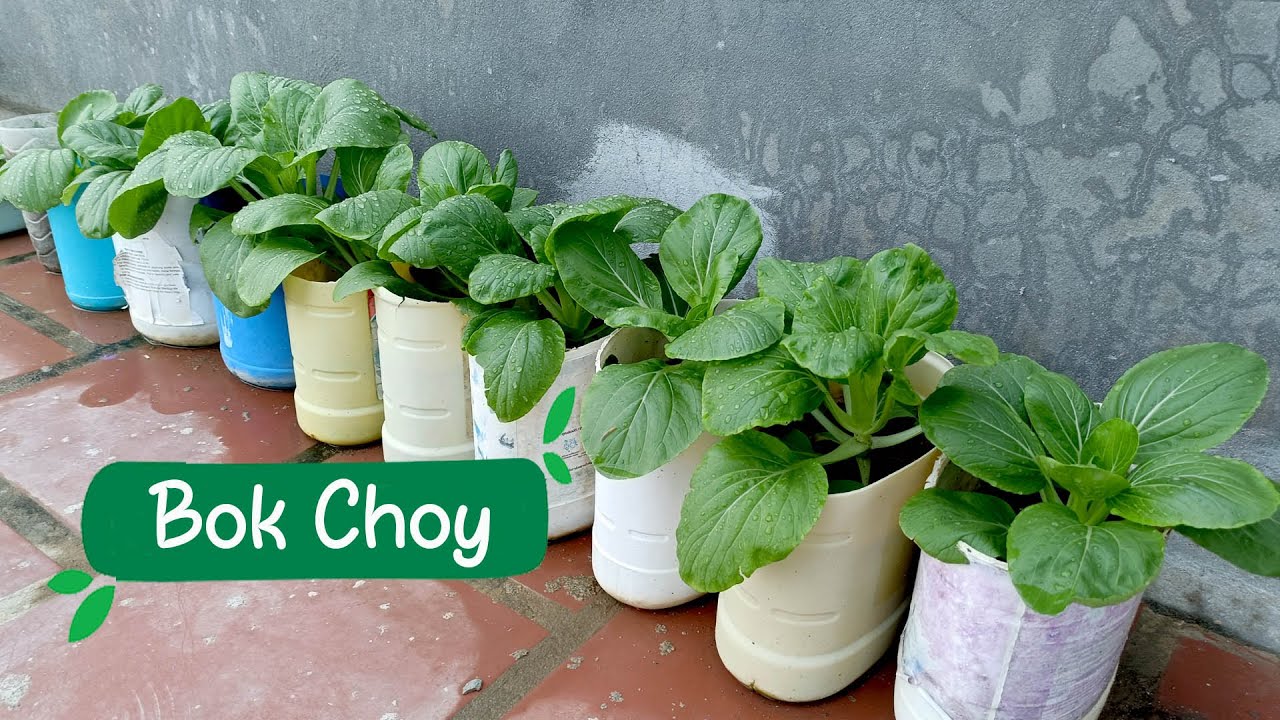 Growing vegetable at home – Easy for beginners  | Bok Choy