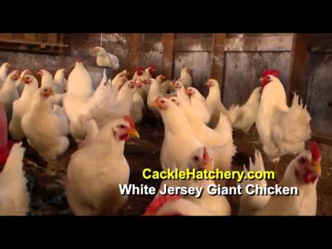 White Jersey Giant Chicks - Valley Hatchery