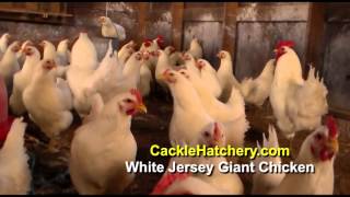 white jersey chicken