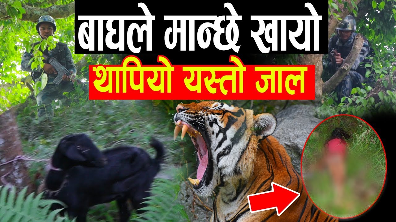 बाघले लगातार छ जना मान्छे खायो |गाउनै त्राशपूर्ण | प्रहरीले बाघ यसरि समात्यो | Tanahu बाघ Kand