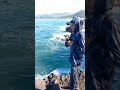 Gasak 702 vs combo bluefinn trevally -amis- #gengnyendaljember #ciamiksoro