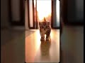 Sonnenuntergang und Kätzchen #cat #kitten #shorts