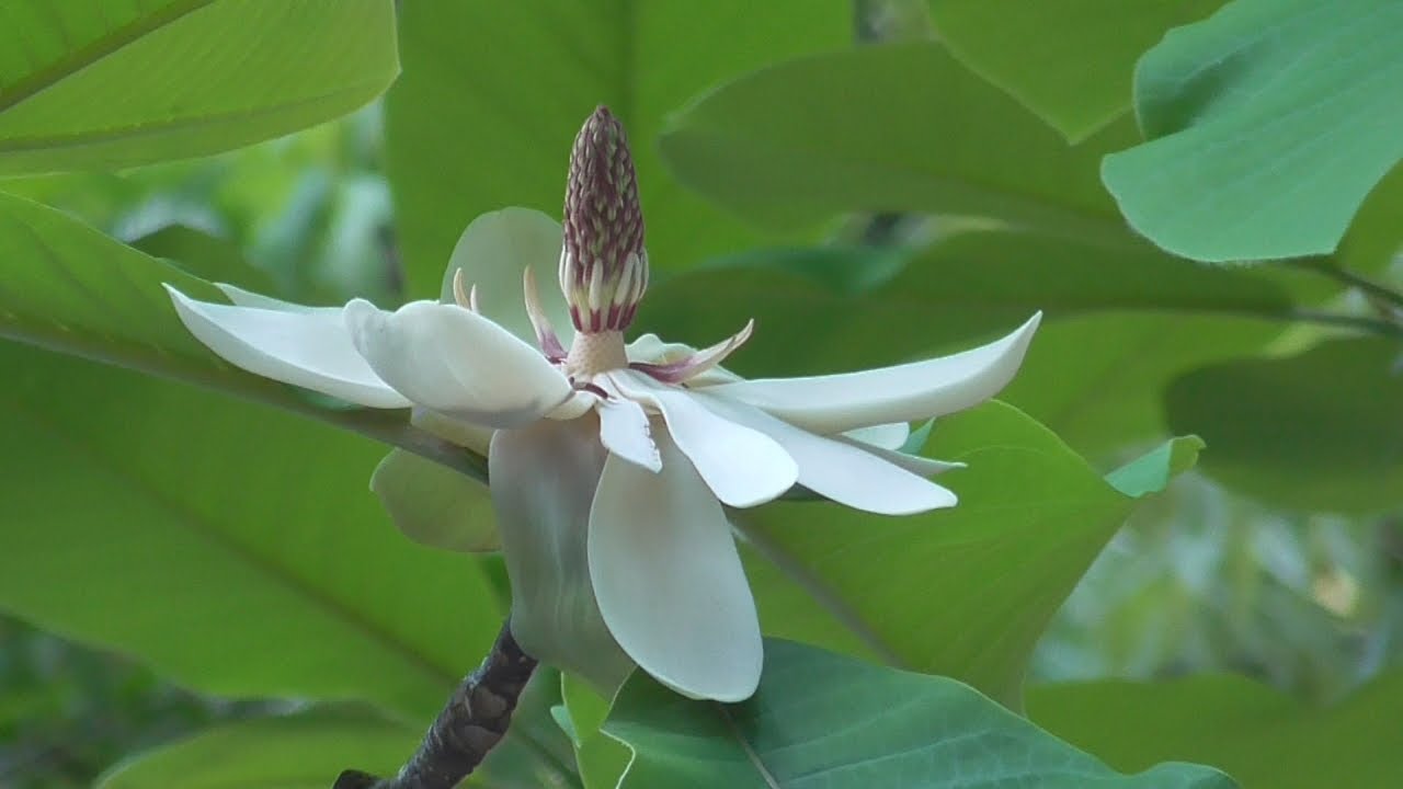 開いた花は直径cmにも 花も葉も日本最大級サイズ ホオノキ 咲き始める 岡山 吉備中央町 Ksbニュース Ksb瀬戸内海放送 開いた花は直径cmにも 花も葉も日本最大級サイズ ホオノキ 咲き始める 岡山 吉備中央町 Ksbニュース Ksb瀬戸内海放送