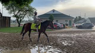 Kentucky Derby winner Mystik Dan gallops with Robby Albarado up