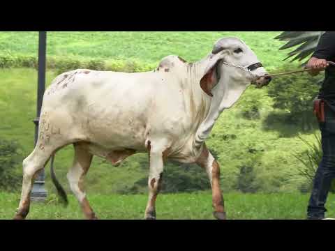 LOTE 9 • LEILÃO GIR LEITEIRO SJ LALU & CONVIDADOS ESPECIAIS • SJLL 63