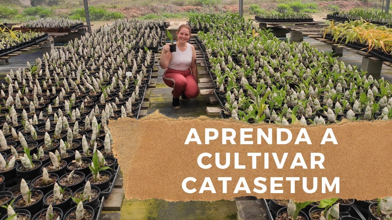 COMO CULTIVAR CATASETUM | DICAS E CURIOSIDADES DESSA ESPÉCIE TÃO AMADA