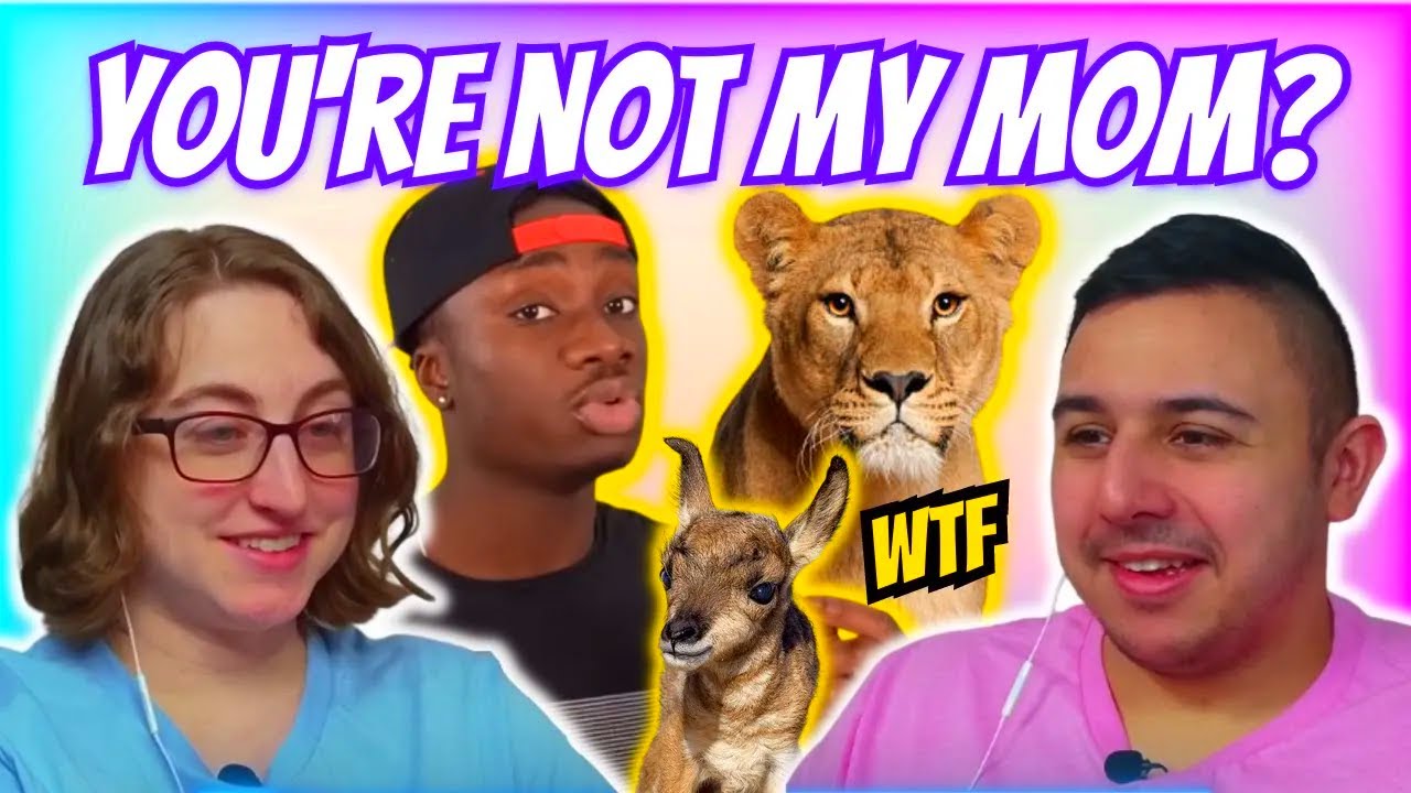 Casual Geographic - When CATS BREAK THE RULES of nature | Eli and Jaclyn REACTION!!