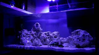 Eges 7 Gallon Nano Reef Update Bubble Magus Protein Skimmer And Monster Conch Snails