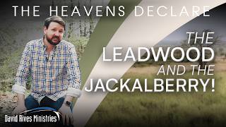 The Leadwood and the Jackalberry | The Heavens Declare - with David Rives