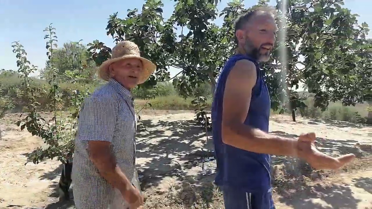 Higos en Castilla La- Mancha España  VID 20230704 044407