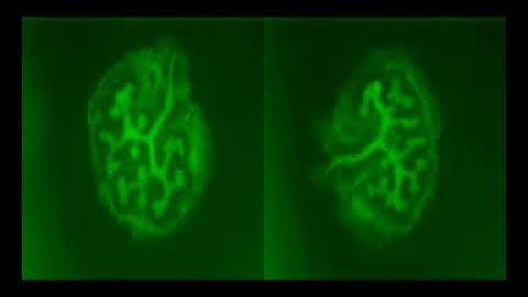 Branching Morphogenesis of E12.5 Embryonic Mouse Kidney