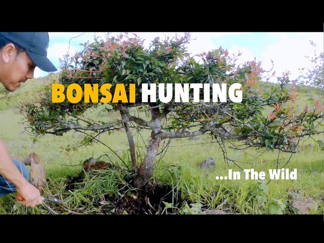 Natural Bonsai Hunting in the Wild-(Bonsai Materials Part 1) - YouTube