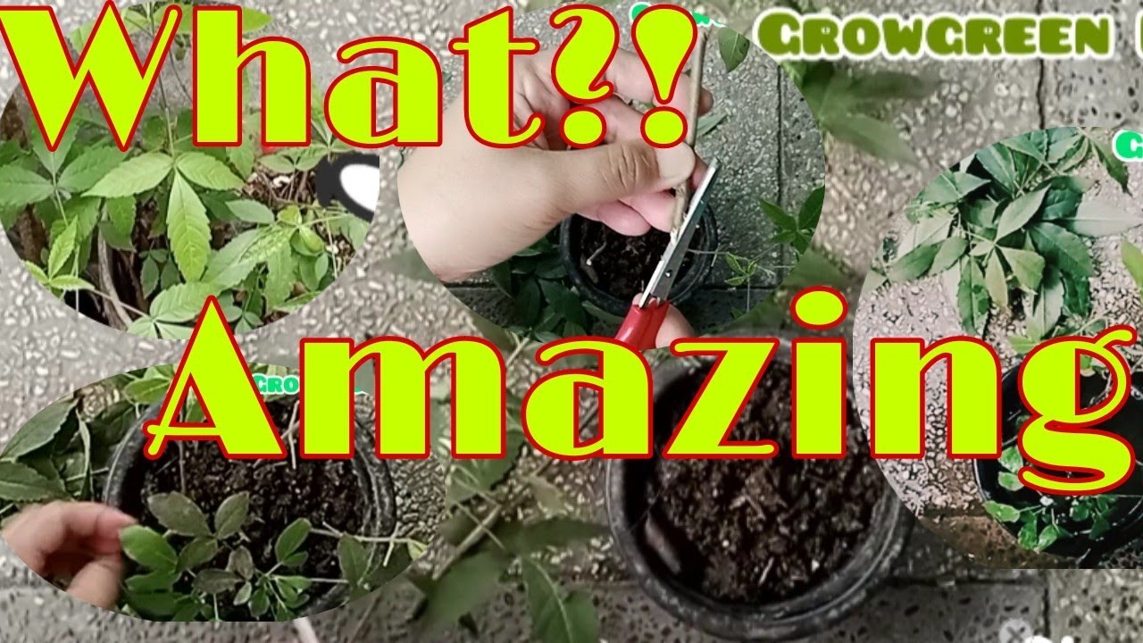 HOW TO PROPAGATE LAGUNDI PLANTS EASY WAY TO GROW LAGUNDI HERBAL PLANT how-to-propagate-lagundi-plants-easy-way-to-grow-lagundi-herbal-plant
