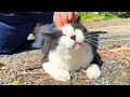 I Met 150 Friendly Cats on Japan’s Cat Island 🐈💕 | Ainoshima Island | 猫島 / 相島