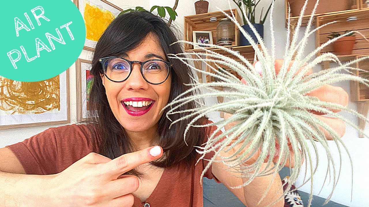 AIR PLANTS CARE | TILLANDSIA 