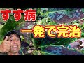 すす病完治!プロが教える葉が黒くなった時の治し方と対策(有料級)