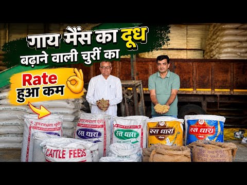 गाय भैंस का दूध बढ़ाने वाली चुरी का Rate हुआ कम 👌| SR Cattle Feed Plant , Jind Road Barwala