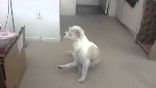 Jack Russell terrier and Shit-tzu mix.  Jacktzu