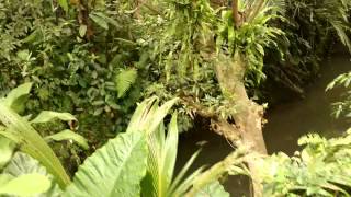 Bali 2012 No 17 - Kebun Indah hotel