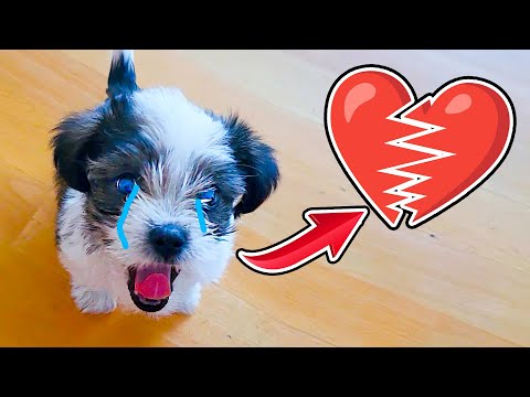 I HAVE TO LEAVE MY DOG... MY HEART BREAKS