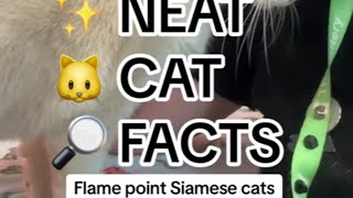 Neat Cat Facts ~ Flame Point Siamese Cats