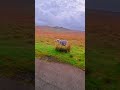 Meeting the locals at The Lake District #travel #sheep #couple