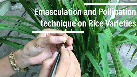 Emasculation and Pollination technique on Rice Varieties - Kĩ thuật khử đực và thụ phấn trên lúa
