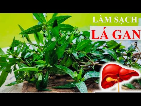 Video: Hepatica Plant Care - Tìm hiểu về cây lá gan Hepatica