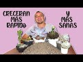 🌵 COMO HACER SUSTRATO para SUCULENTAS 🌸 100% CASERO y ECONOMICO (también funciona para CACTUS)