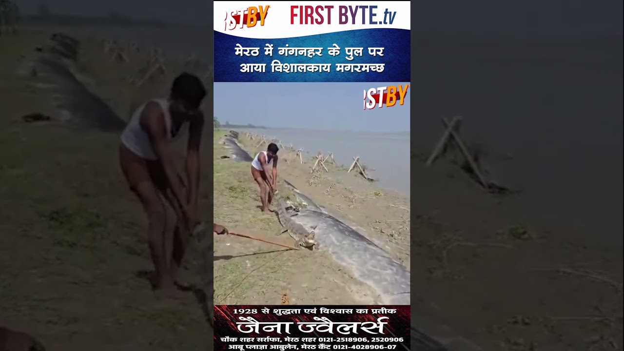 मेरठ में गंगनहर के पुल पर आया विशालकाय मगरमच्छ #meerut #gangnahar #crocodile #shorts
