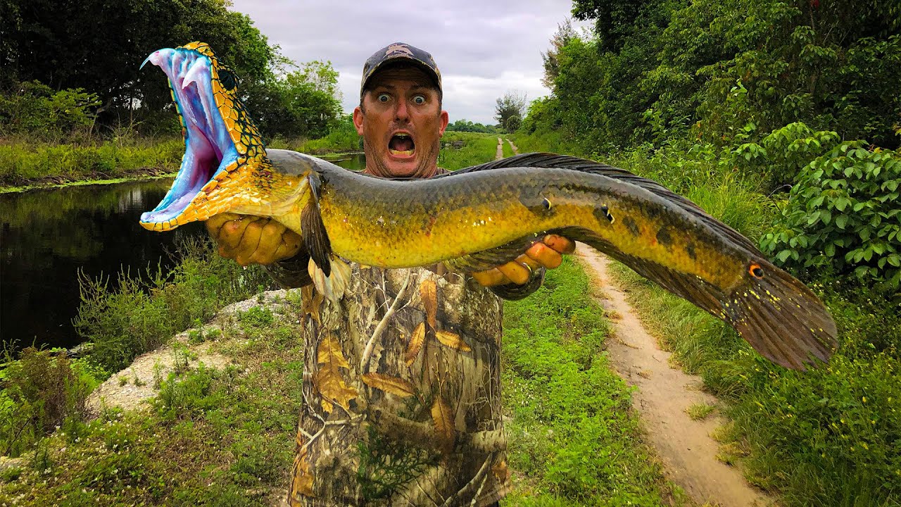 SnakeHead {Catch Clean Cook} This Fish is VICIOUS!!! 