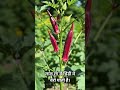 bhindi