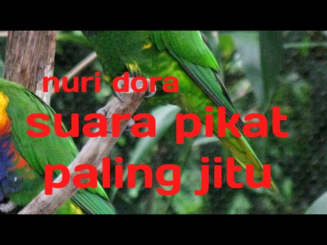 suara pikat Nuri dora class=