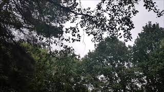 Godra - The Walking Trees