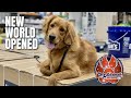 Transforming Tucker: Goldendoodle/Irish Setter Mix Training Success