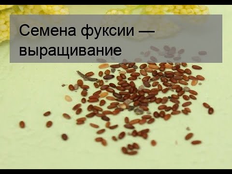 Семена фуксии — выращивание