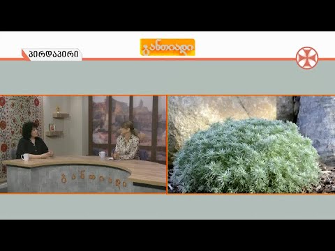 რა უნდა ვიცოდეთ შემოდგომის ალერგიის შესახებ და რა სიმპტომებით ვლინდება მცენარეთა მტვრის ზემოქმედება