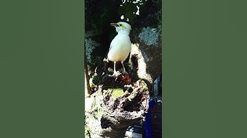 Striking Contrast: The Black-Winged Myna in Action | Rare Beauty of the Aviary