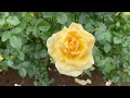 【4K】新種のバラが咲き誇る🌹いばらきフラワーパーク 2023年5月15日 IBARAKI FLOWER PARK shooting in the rain　Rose garden　New roses