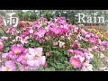 【4K】新種のバラが咲き誇る🌹いばらきフラワーパーク 2023年5月15日 IBARAKI FLOWER PARK shooting in the rain Rose garden New roses