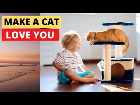 10 Scientific Ways to Get a Cat to Like You