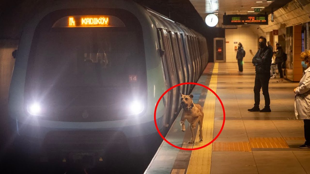 A dog takes the subway every day, and a man puts a tracker on him YouTube