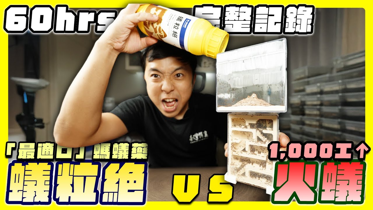 【驚人】火蟻vs最強油性螞蟻藥－蟻粒絕｜蟻巢內60小時完整變化【臺灣蟻窟】