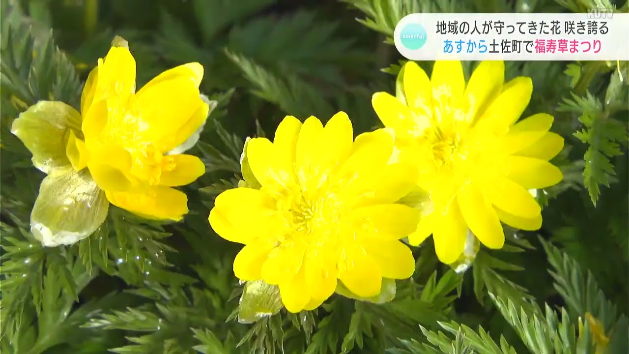 幸せを招く花」地域の人たちが守ってきた福寿草が咲き誇る 毎年恒例の