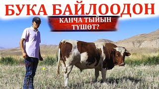 Киреше-чыгашасын төкпөй-чачпай эсептеп чыктым