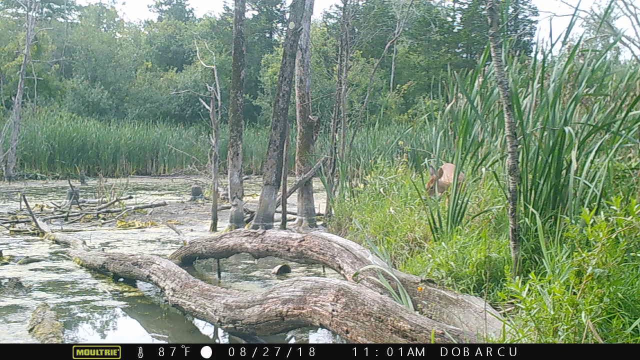 20180827 110047 Deer - YouTube