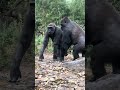 A female Gorilla and her 8 year old son.