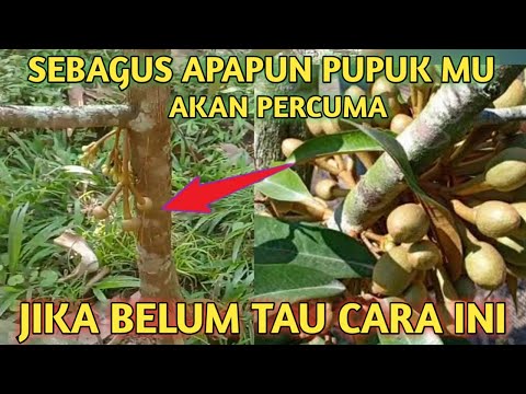 Video: Bagaimana durian mempercepat penyakit?