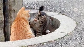 公園の子猫、茶トラとキジトラがじゃれ合う姿がカワイイ